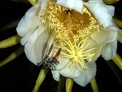 Carpenter bee with pollen collected from Night-blooming cereus